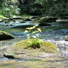 Jacks River - Cohutta Wilderness